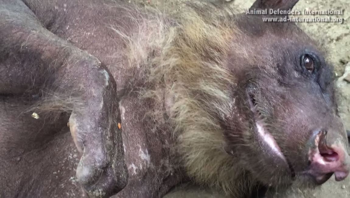 Endangered, abused bear will leave Peru for U.S.
