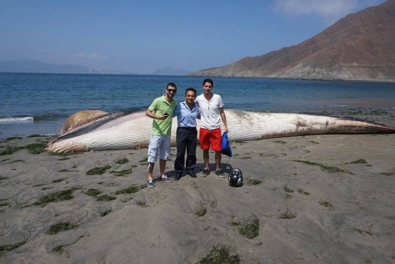 Humpback whale stranded ashore near Chimbote
