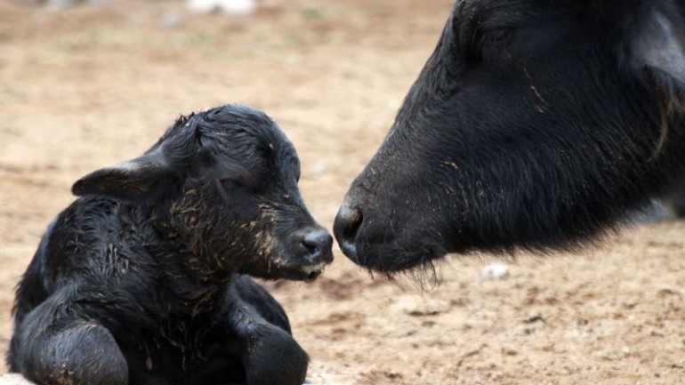 lima zoo sacrifices animals for food