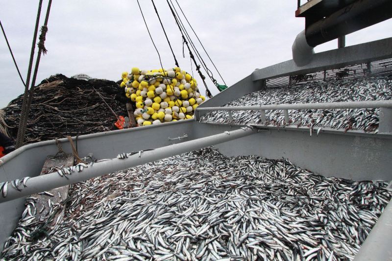 Peru allows second anchovy season in 2015