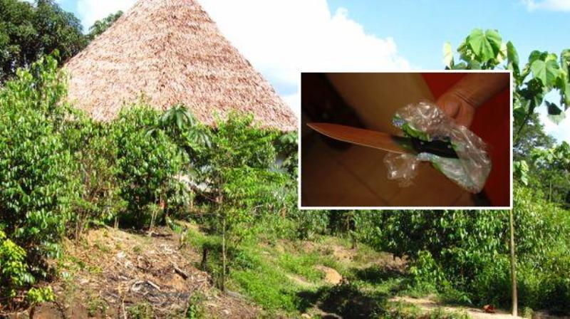 Canadian kills fellow tourist during ayahuasca ceremony