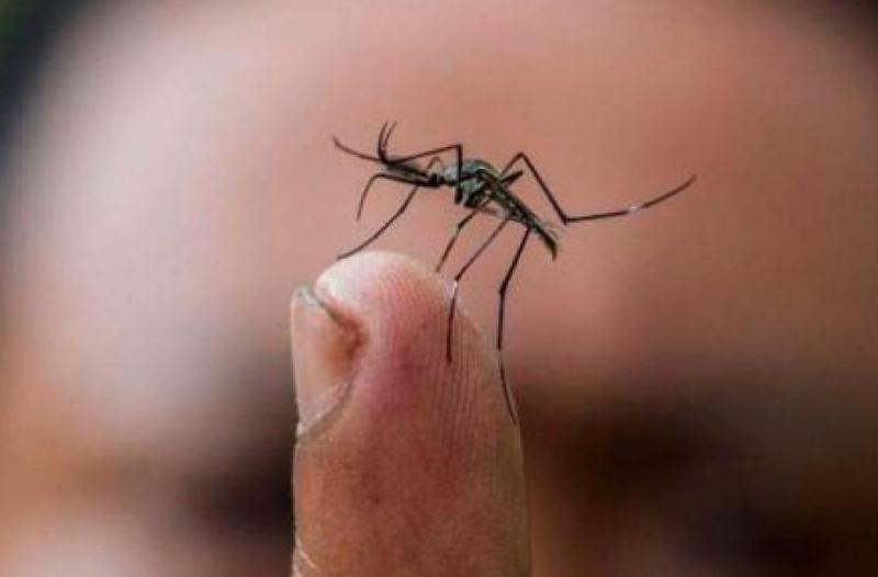 Northern Peru braces for mosquito-borne Zika virus
