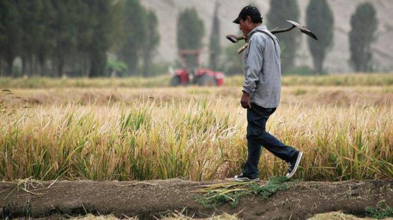 El Niño droughts affect harvests in southern Peru