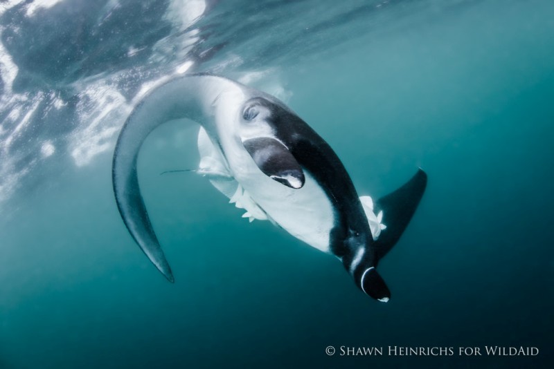 Peru enacts law to protect manta ray population