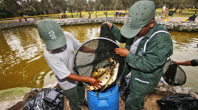 Hundreds of fish poisoned in upscale Lima park