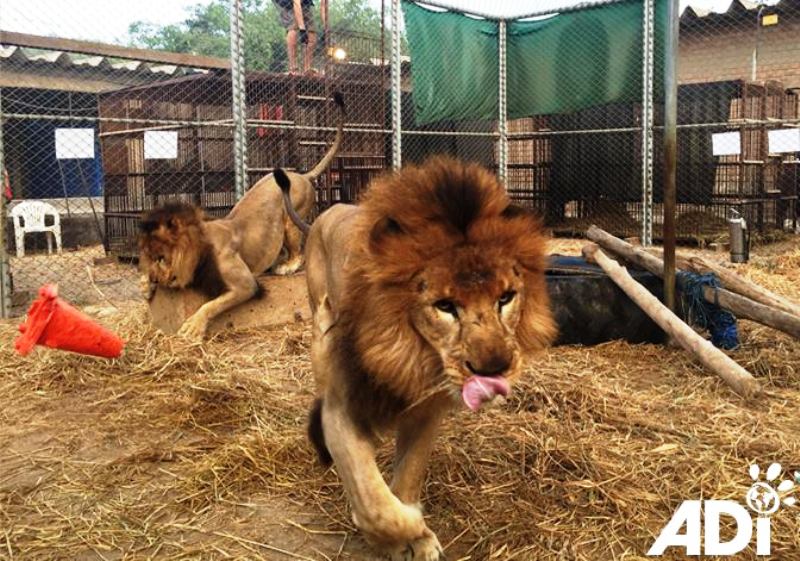 Abused circus lions removed from Peru and Colombia