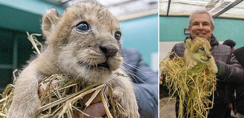 Peru: lion cub born at Lima zoo for first time in 20 years