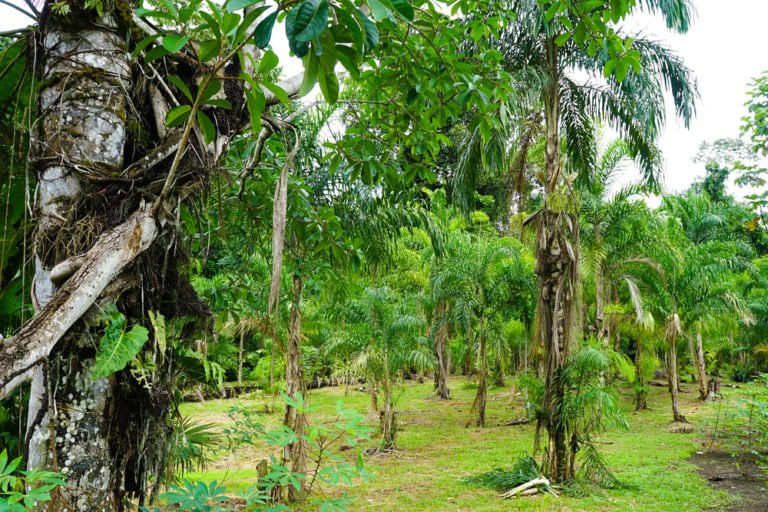 Ecuador's Yasuni National Park faces mounting deforestation from oil ...