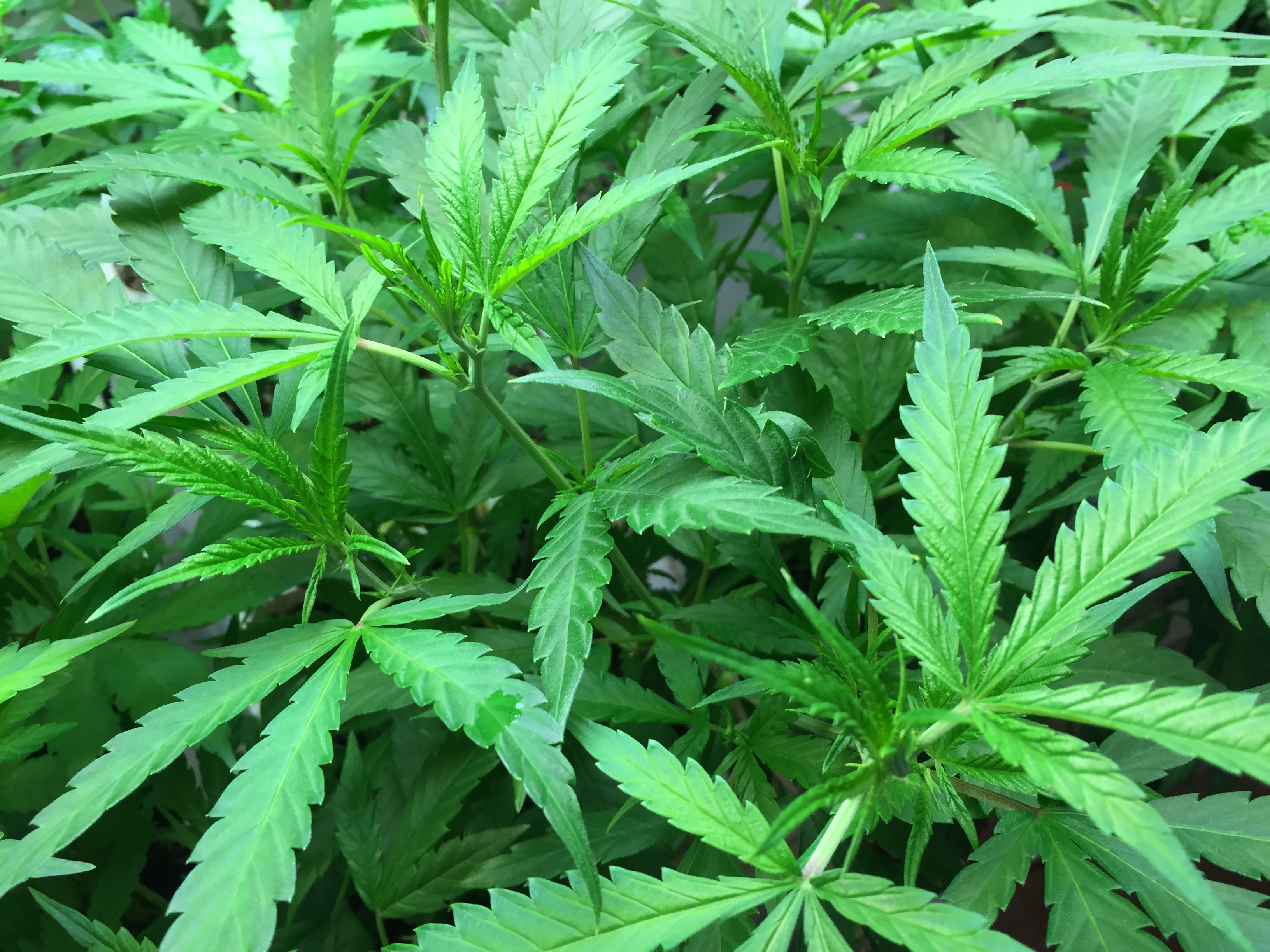 Video: Police find and destroy 35,000 marijuana plants the Vraem region