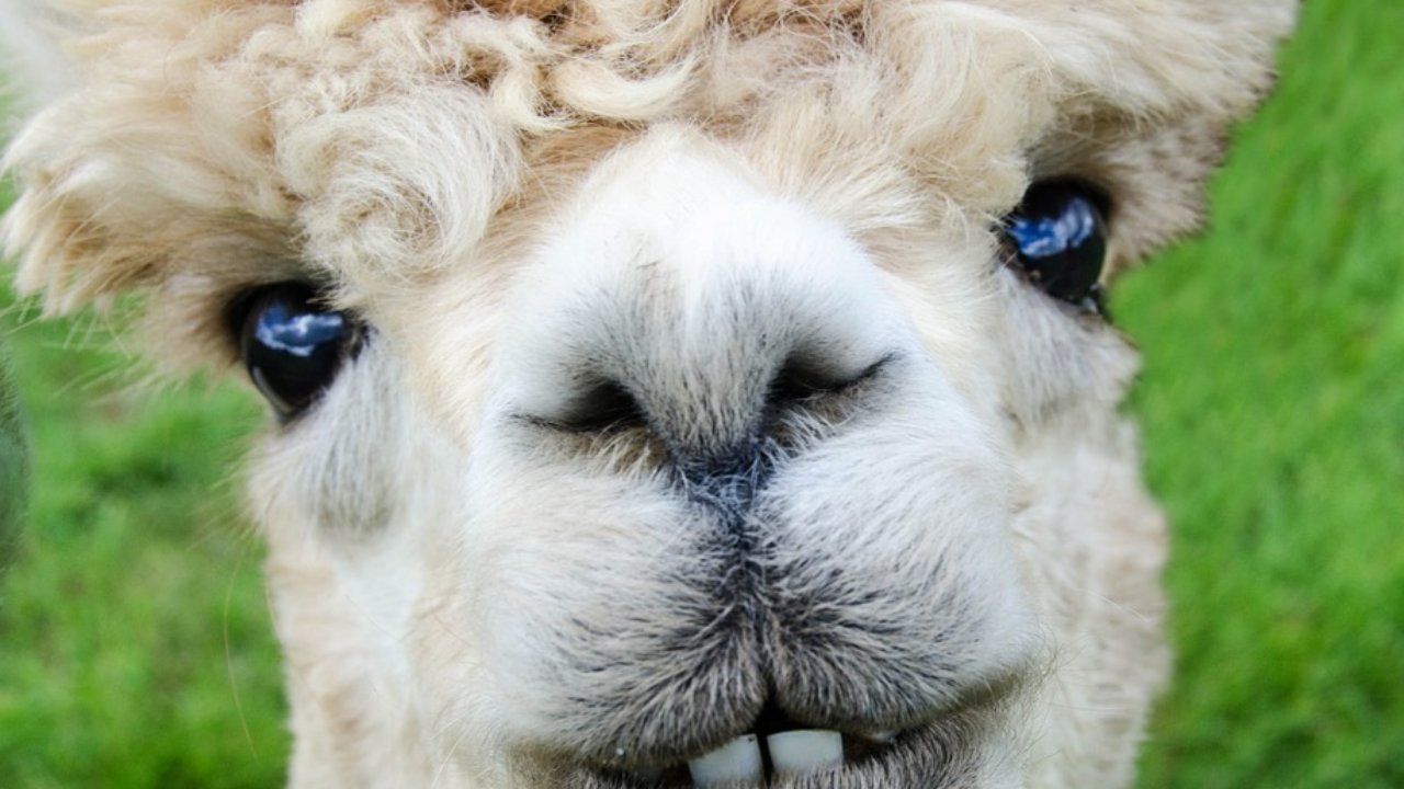 Peru will be the first country in the world to clone Alpacas