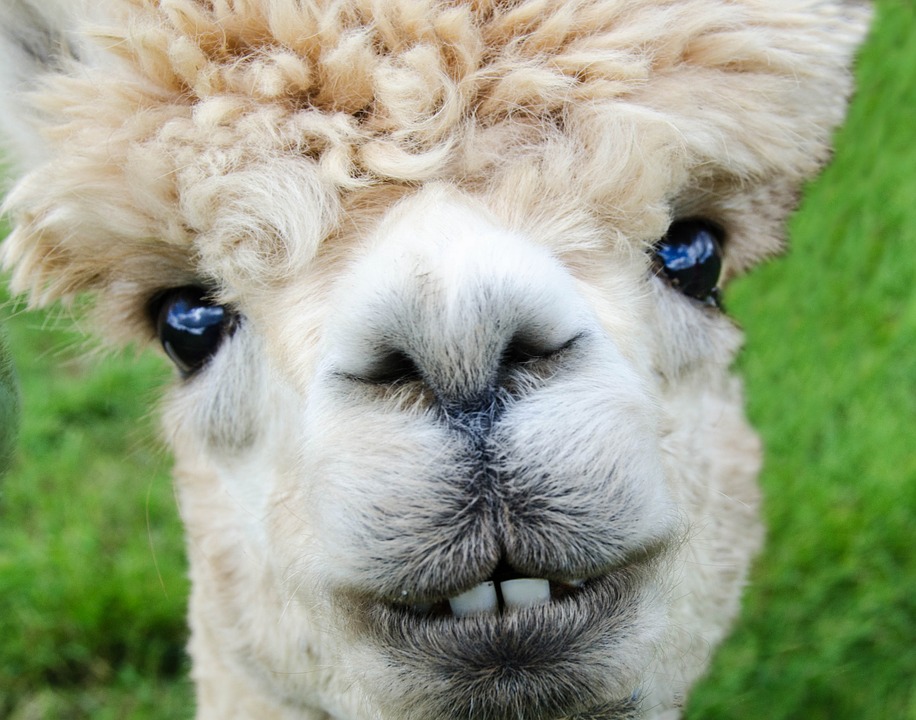 Peru will be the first country in the world to clone Alpacas
