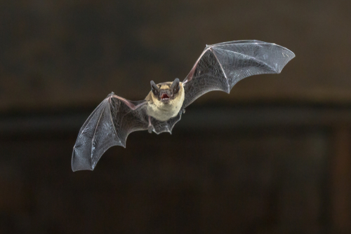 Peru’s Tingo María National Park recognized as one of world’s most important bat habitats