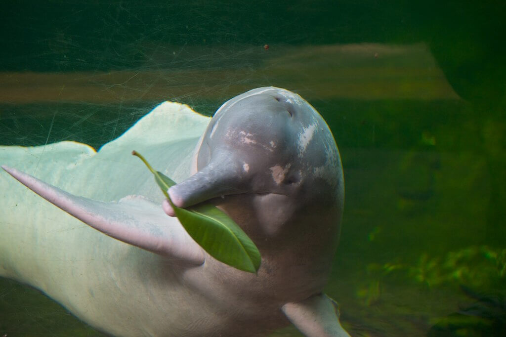 Peru unveils plan to help save river dolphins